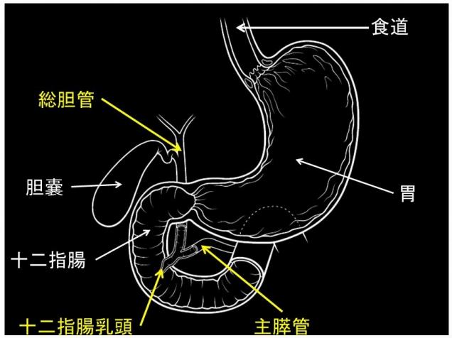 上部消化管と胆管、膵の位置